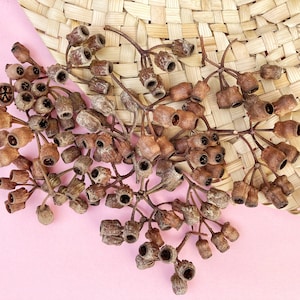 Baccelli di semi di eucalipto essiccati / Materiali artigianali naturali / Decorazioni floreali rustiche / Elementi botanici / Erbe stregonesche / Materiali ecologici fai da te