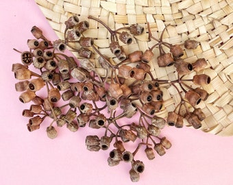 Dried Eucalyptus Seed Pods | Natural Craft Supplies | Rustic Floral Decor | Botanical Elements | Witchcraft Herbs | Eco DIY Materials