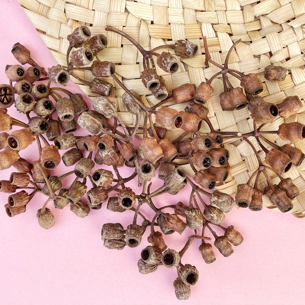 Eucalyptus Seed Pod clusters, Eucalyptus Bell Clusters, Rustic Natural Dried Decor, Eucalyptus Seed Pods, Dried Seed Pods.