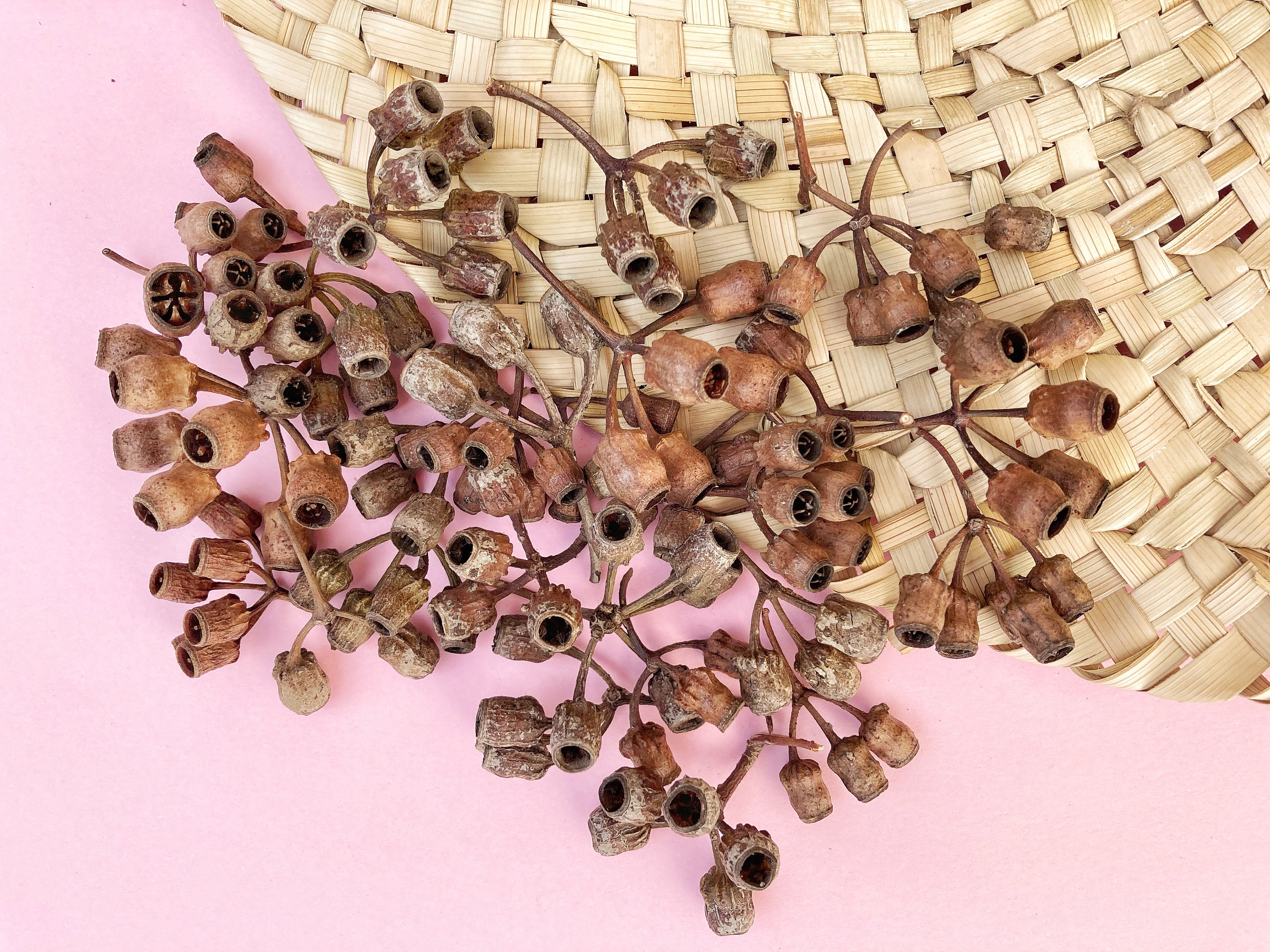 Eucalyptus Seed Pod Clusters, Eucalyptus Bell Clusters, Rustic Natural