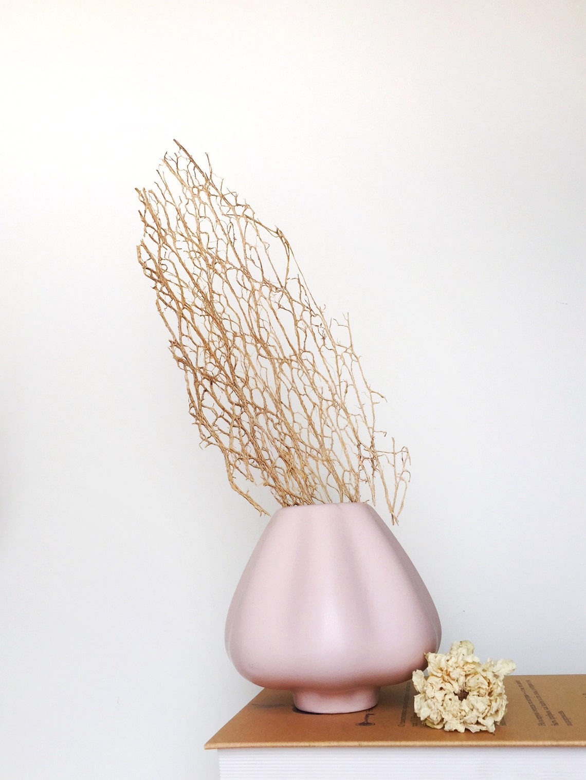 Prickly Pear Cactus Skeleton Fiber Cactus Lace fiber sheets Etsy