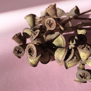 Ramo di baccello di semi di eucalipto, gambo di semi di eucalipto, baccelli di semi secchi, decorazioni rustiche naturali essiccate, fornitura di ghirlande, casa delle fate, riempimento di vasi,