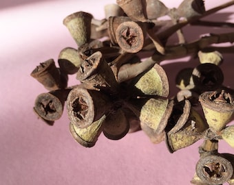 Eucalyptus Seed Pod Branch, Eucalyptus Seed Stem, Dried Seed Pods, Rustic Natural Dried Decor, Wreath supply, Fairy House, Vase Filling,