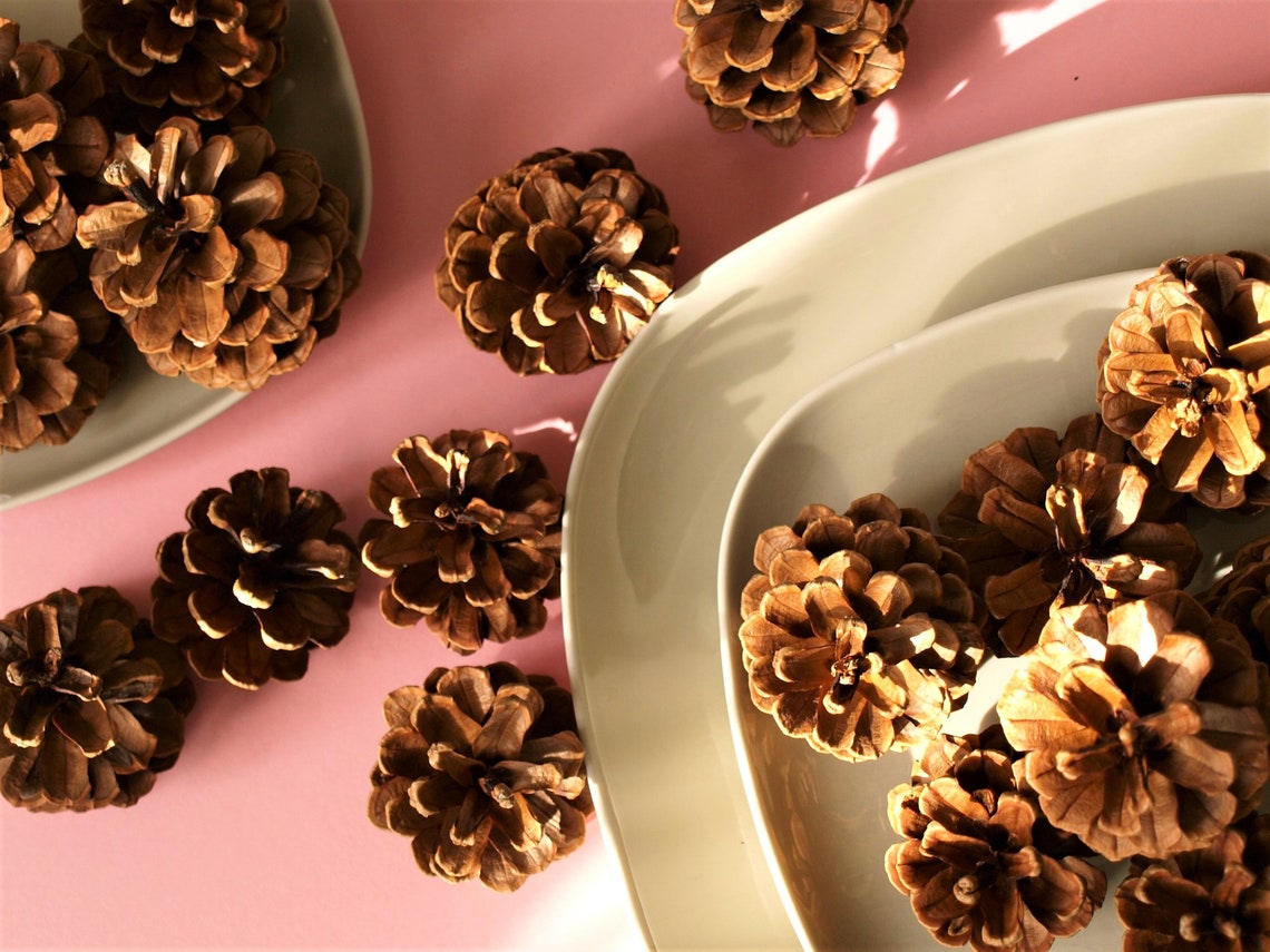 Dried Natural Pine Cones for DIY Crafts Floral Arrangements Etsy