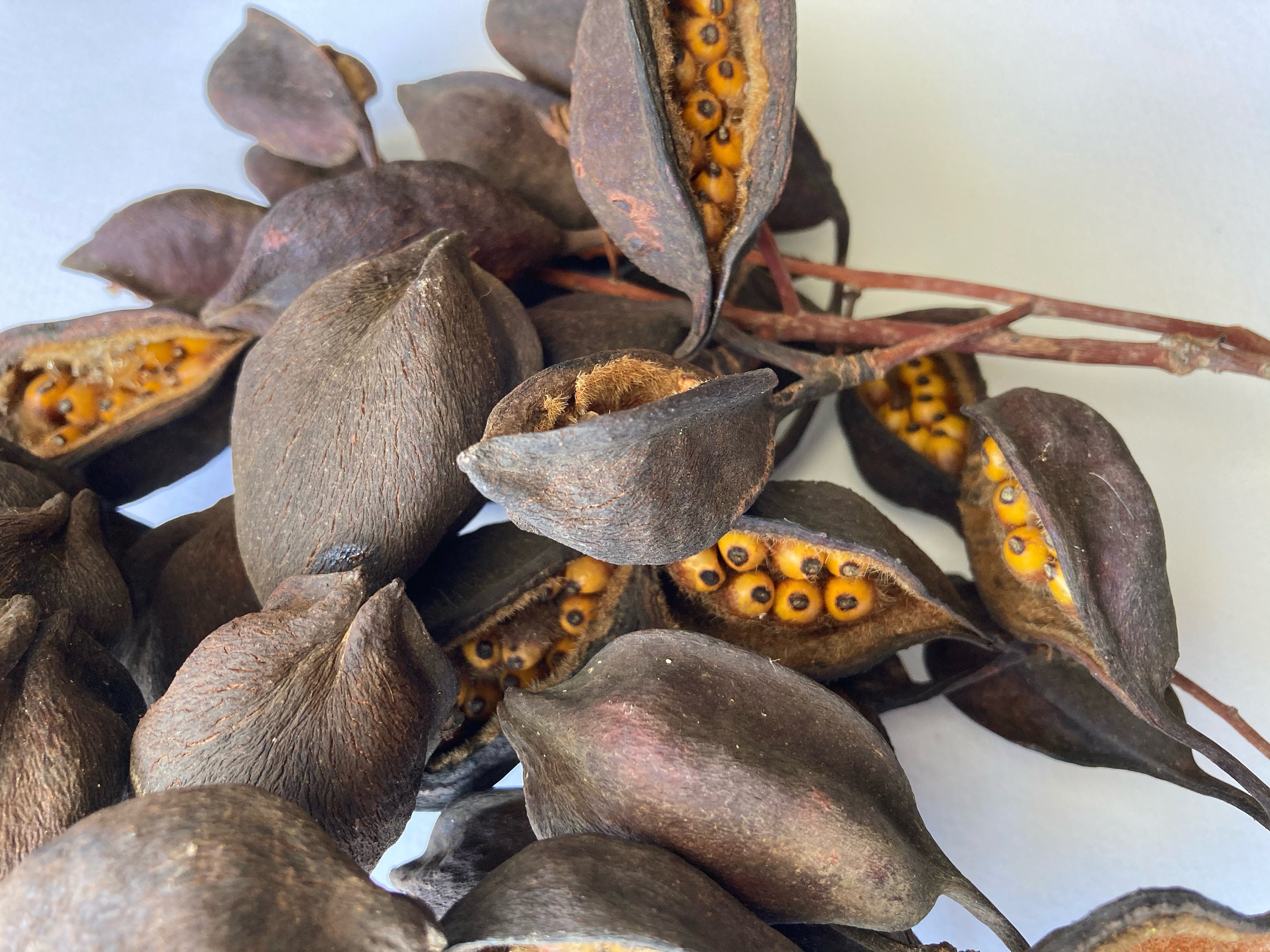 Brachychiton Seed Pods With Stem, Bottle Tree Seed Pods, Kurrajong Tree Seed Pods, Dried Seed
