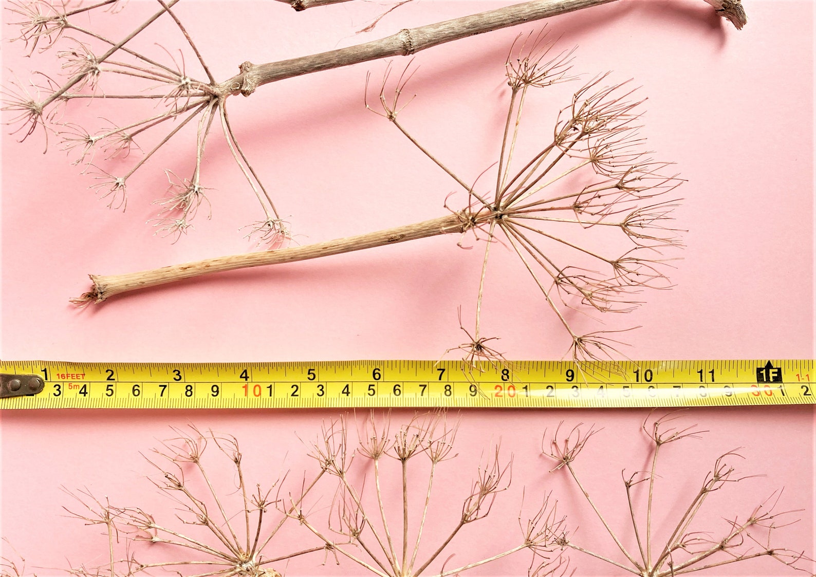 Giant Wild Fennel Seed Head, Ferula Communis, Dried Fennel Seed Head