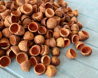 Eucalyptus Seed Pod Caps, Tiny eucalyptus caps, DIY craft supplies, Eucalyptus pods, Autumn decorations, Fairy gardens, Vase Filler