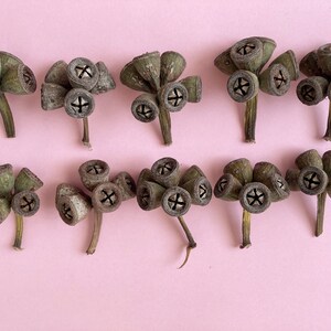 May include: Ten dried eucalyptus seed pods arranged in two rows on a pink background. The seed pods are a light brown color with a green tint and have a star-shaped opening at the top.