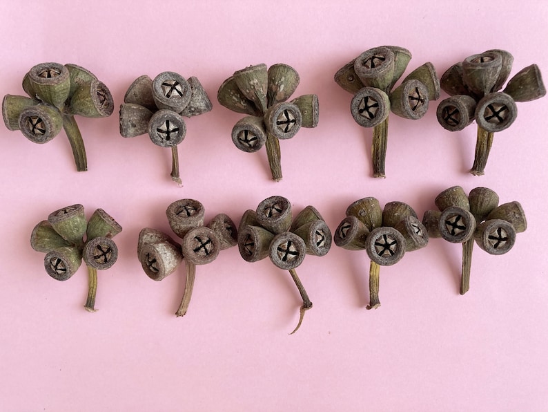 May include: Ten dried eucalyptus seed pods arranged in two rows on a pink background. The seed pods are a light brown color with a green tint and have a star-shaped opening at the top.
