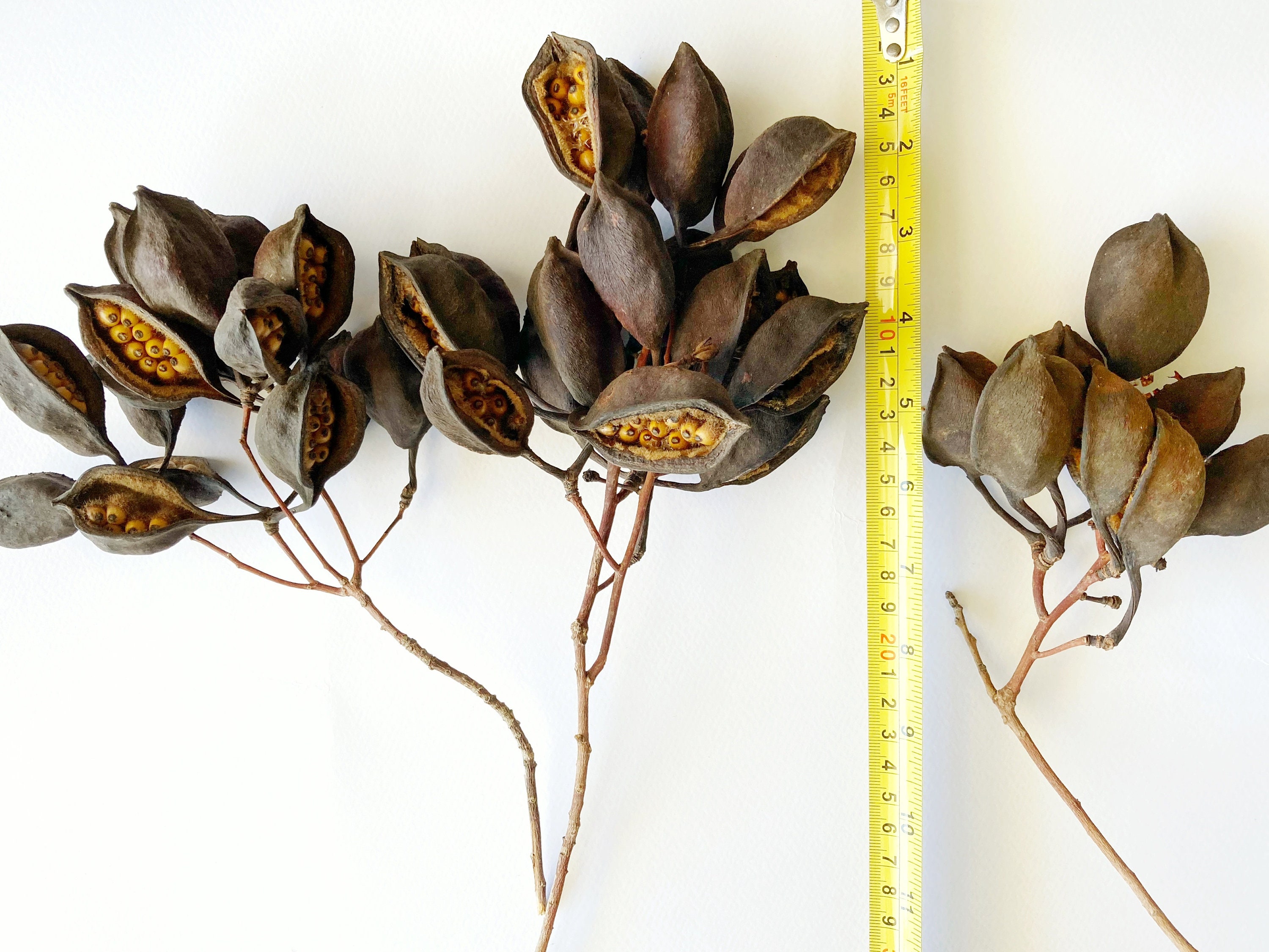 Brachychiton Seed Pods With Stem, Bottle Tree Seed Pods, Kurrajong Tree