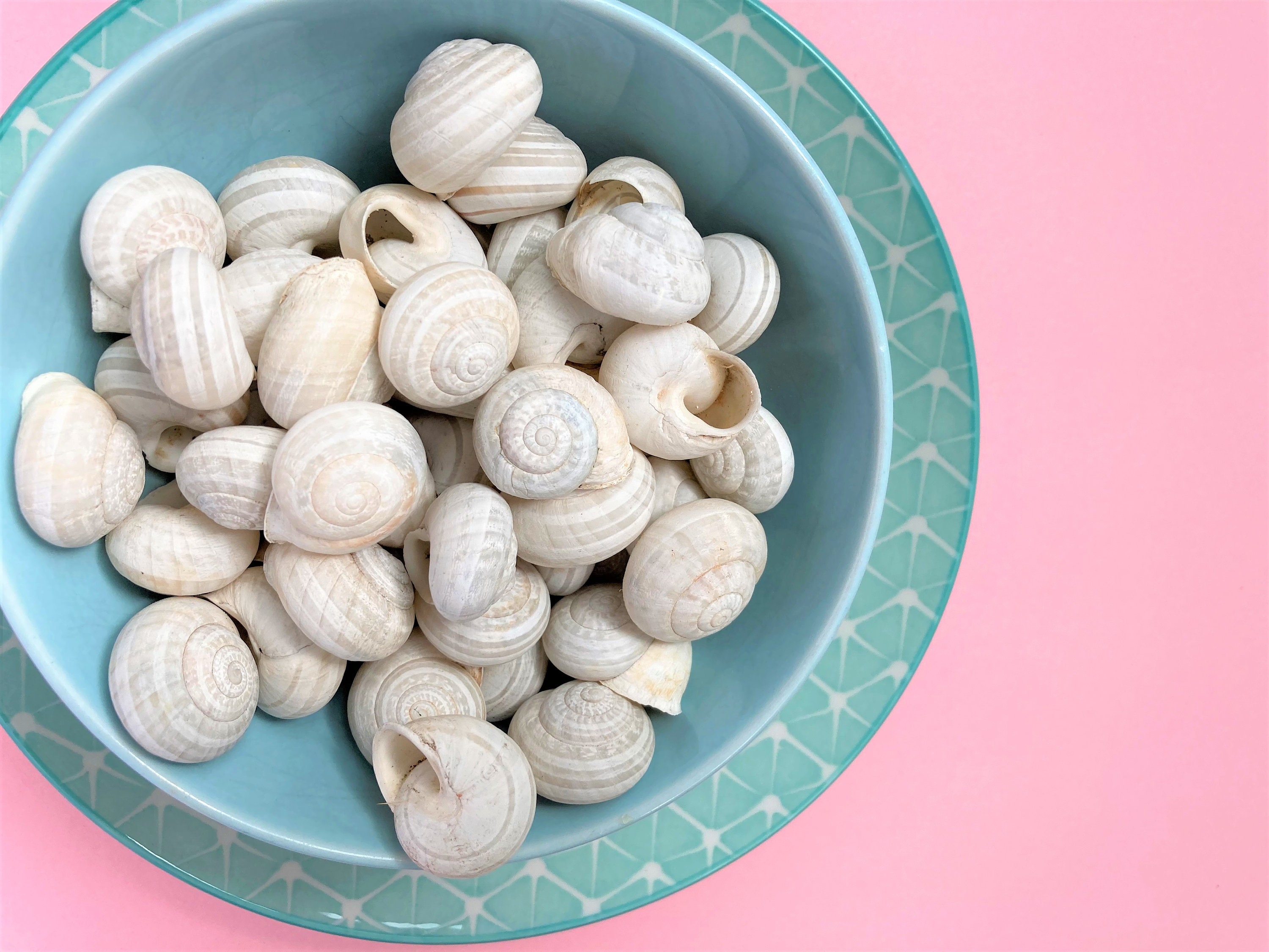 CROQUILLES ESCARGOTS - Boîte 24 pièces | Maison Larzul CROQUILLES ESCARGOTS - Boîte 24 pièces | Maison Larzul