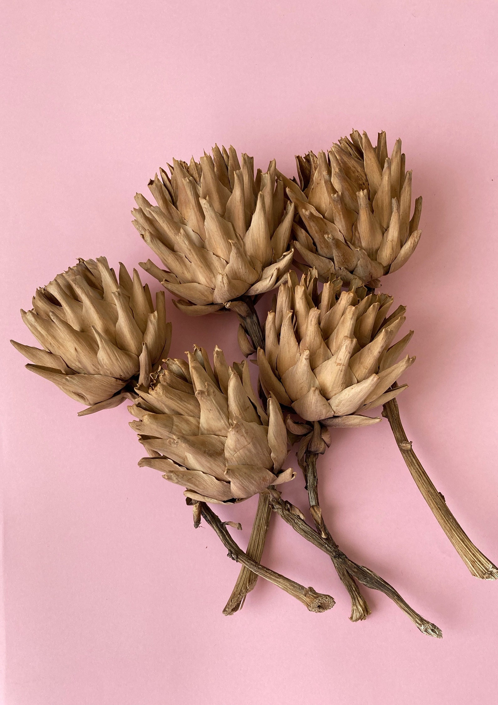 Dried Artichoke Stems Dried Artichoke Flowers Set of 5 Etsy