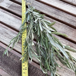 May include: A bunch of dried green leafy branches with a yellow measuring tape next to it. The tape measures 16 inches.