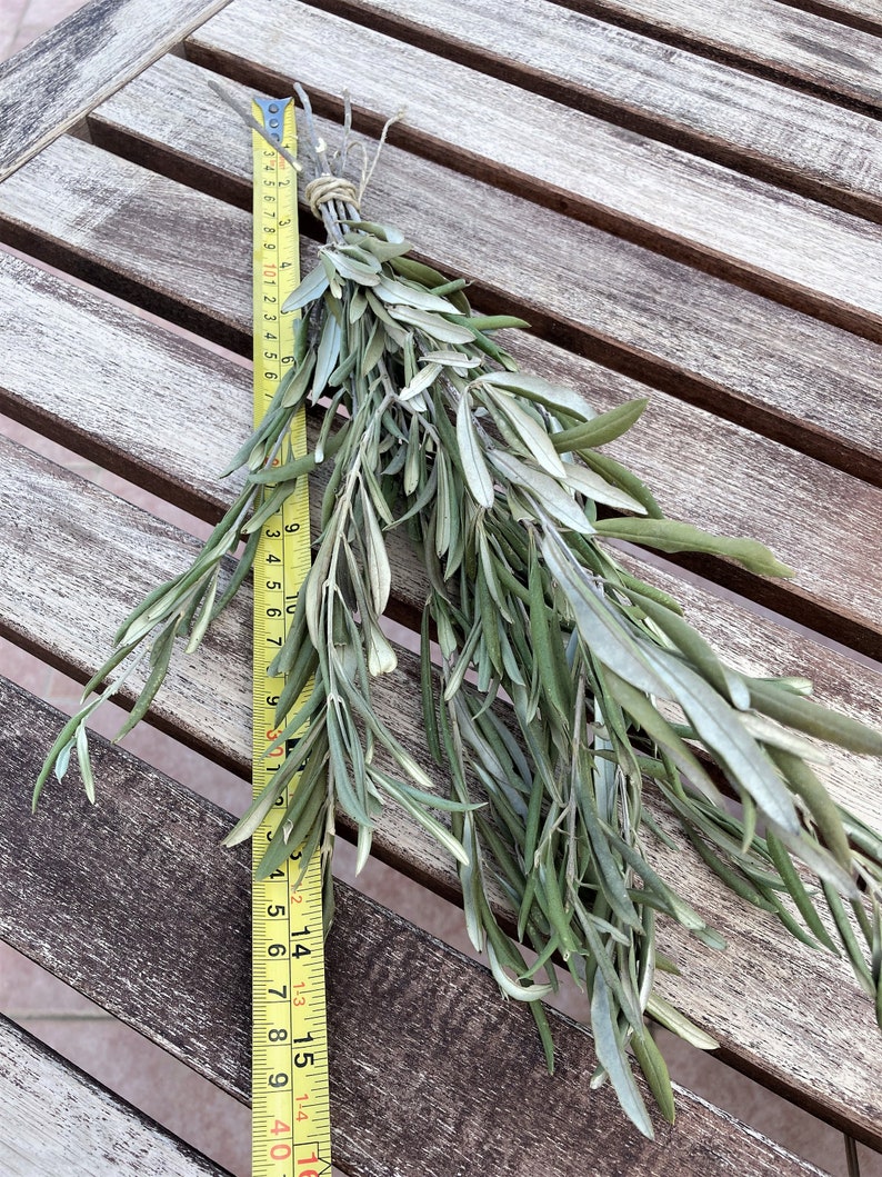 May include: A bunch of dried green leafy branches with a yellow measuring tape next to it. The tape measures 16 inches.
