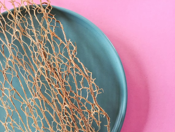 Prickly Pear Cactus Skeleton Fiber, Cactus Lace Fiber Sheets