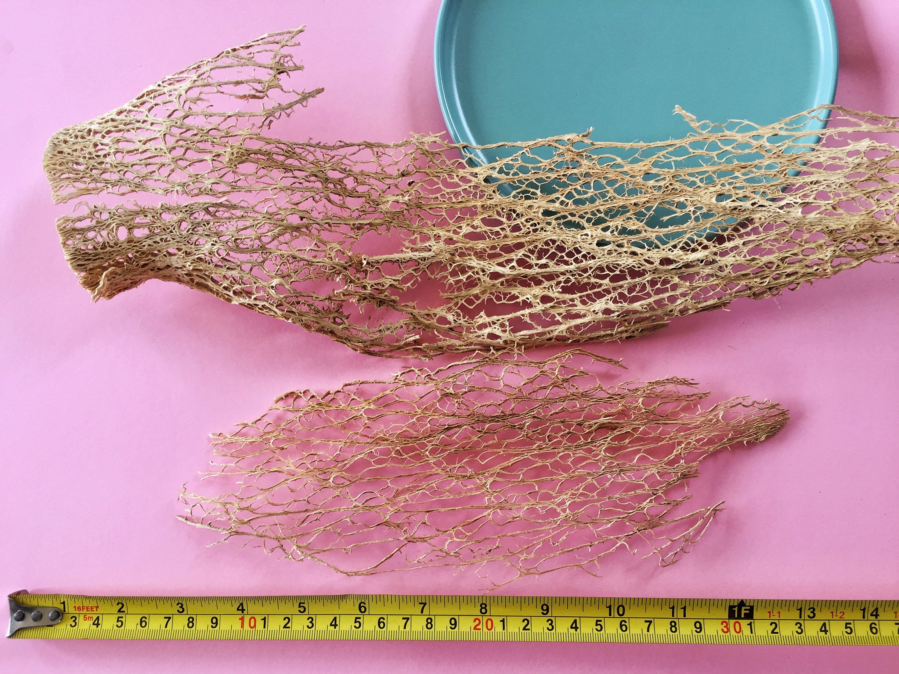 Prickly Pear Cactus Skeleton Fiber, Cactus Lace Fiber Sheets, Opuntia