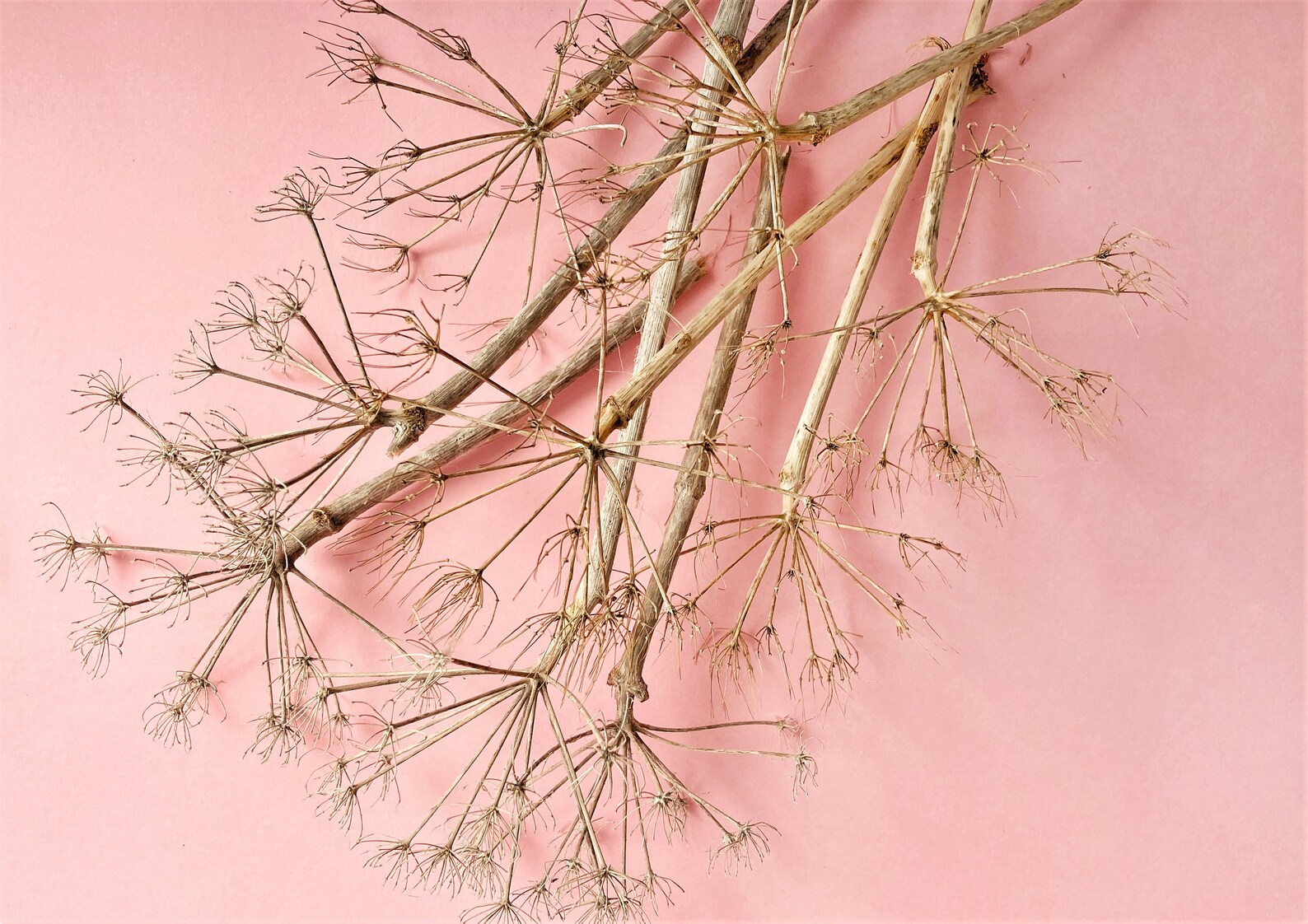 Giant Wild Fennel Seed Head Ferula Communis Dried Fennel Etsy