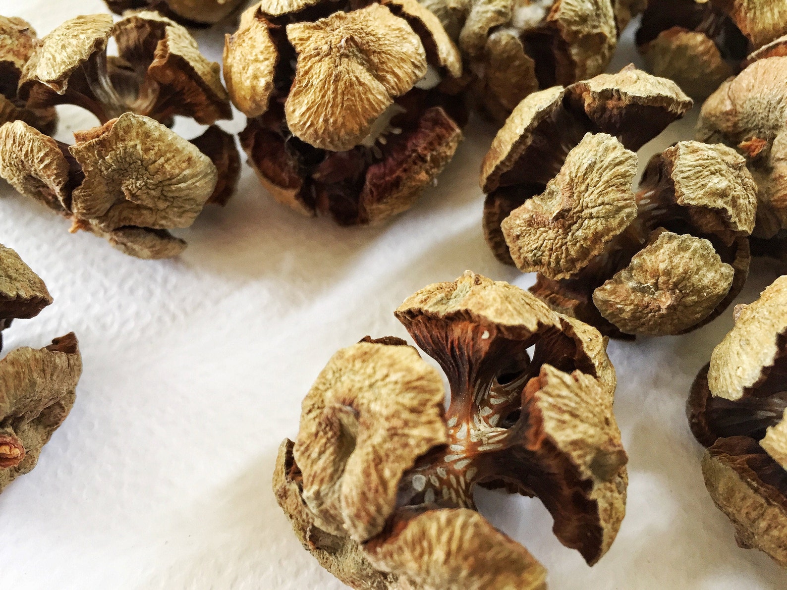 Cypress Tree Cones, Natural Organic Cypress Cones, Real Dried Cypress