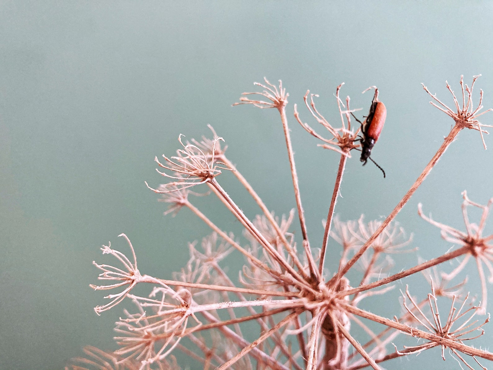Giant Wild Fennel Seed Head Ferula Communis Dried Fennel Etsy