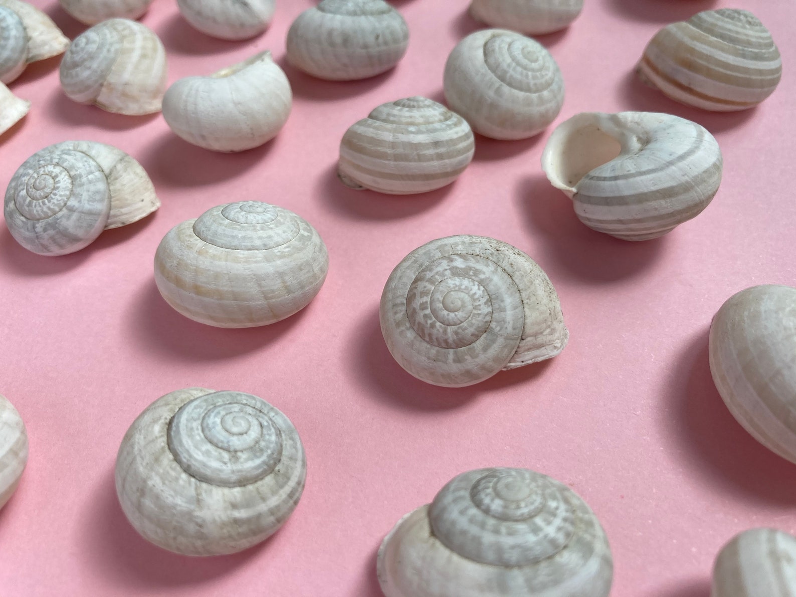 Snail Shells Land Snail Shell White Land Snail Shells Etsy