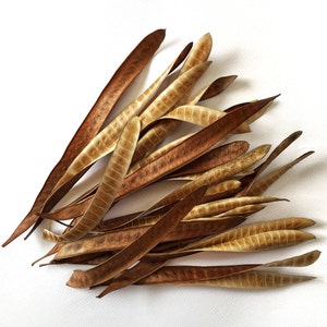 Dried Acacia seed pods, 50 pcs, Long Seed Pods, Craft Supply, Rustic Supplies.