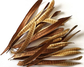 Dried Acacia seed pods, 50 pcs, Long Seed Pods, Craft Supply, Rustic Supplies.