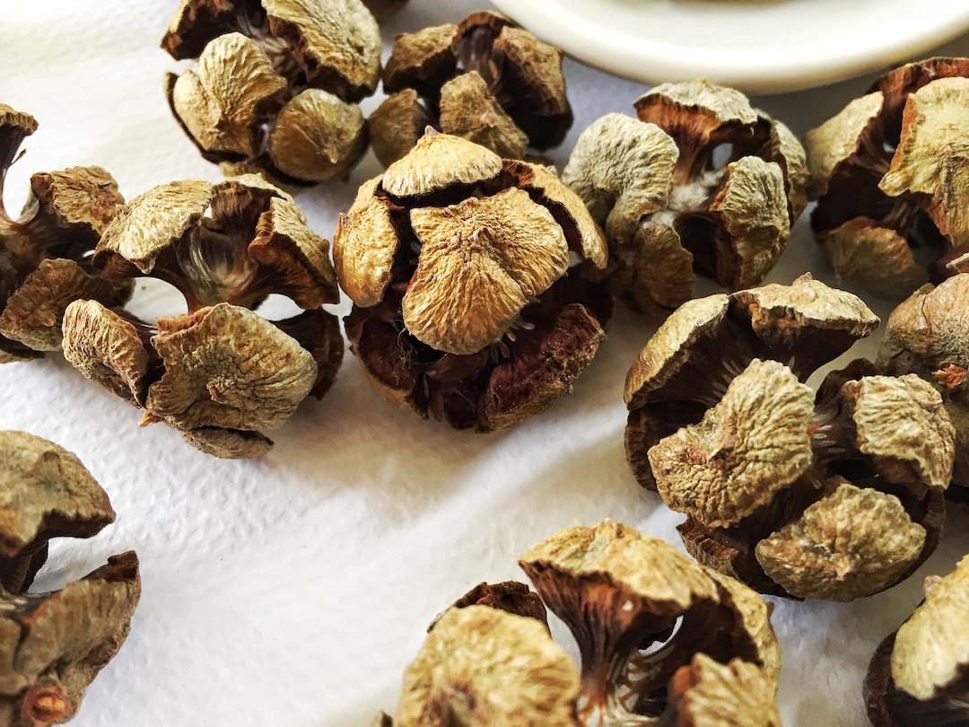 Cypress Tree Cones, 30 Pcs, Natural Organic Cypress Cones, Real Dried ...
