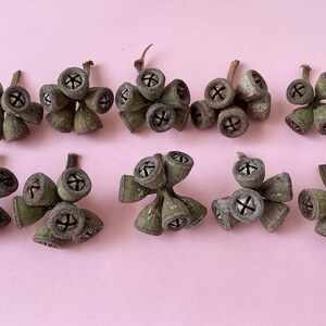 May include: Ten clusters of dried eucalyptus seed pods, each with 6-8 pods, arranged in two rows on a pink background. The pods are a light brown color with a darker brown center.