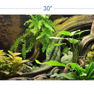 Terrarium Background Tropical Environment 2 - vinyl graphic adhesive TR0006