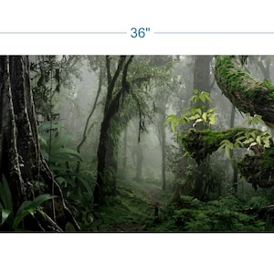 May include: A lush, green forest scene, 36 inches wide and 18 inches tall, with a path leading into the misty distance. Large trees and vibrant foliage dominate the foreground, creating a sense of depth and tranquility. The image captures the essence of a tropical rainforest.