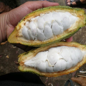 Jungle Grown Kakaopaste Bild 4