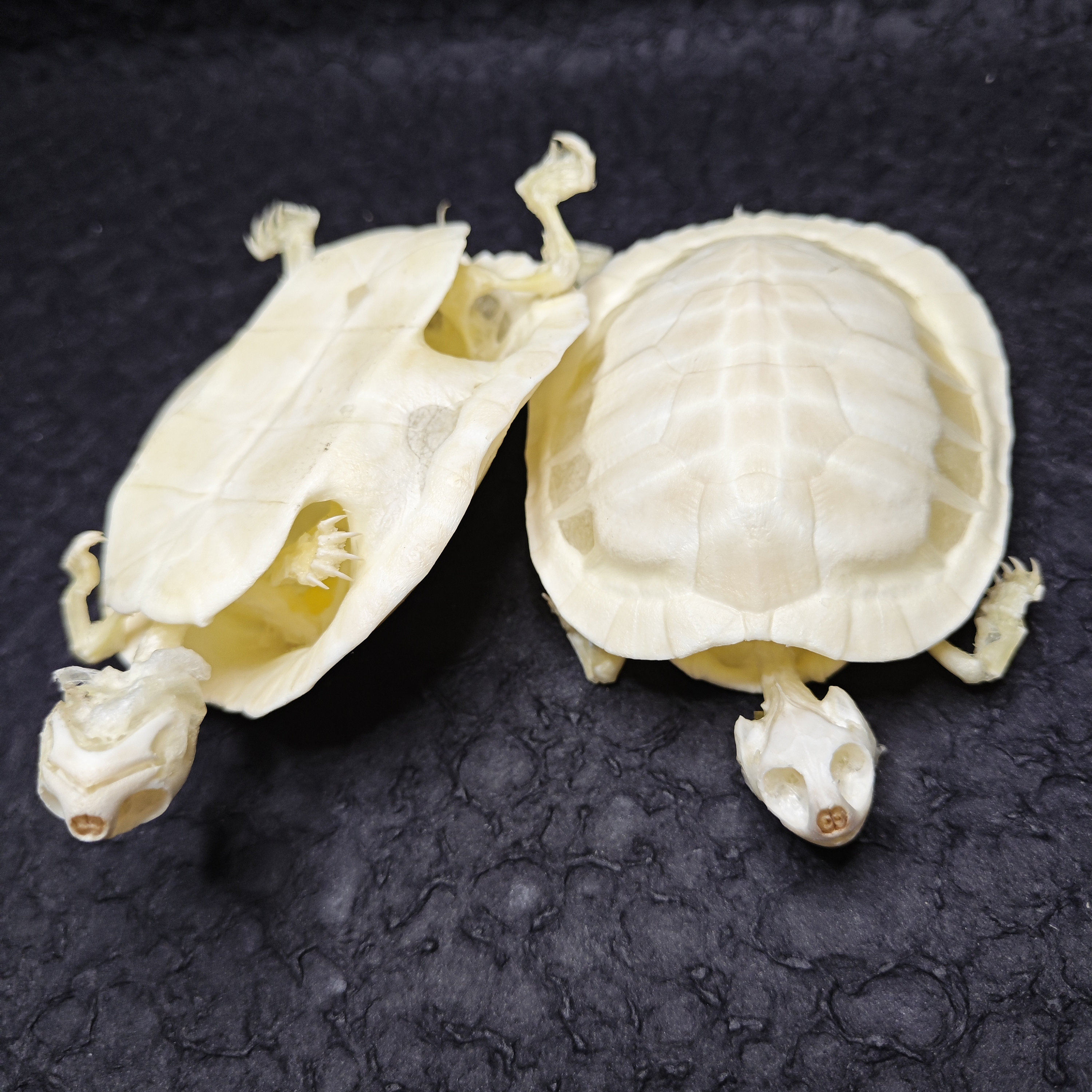 Esqueleto completo de tortuga. Hueso de animal real. - Etsy México