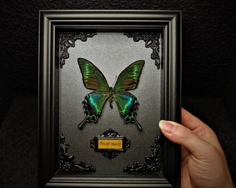 Real framed butterfly specimen Home Decor Gift Collection Gothic Dark Wood display box