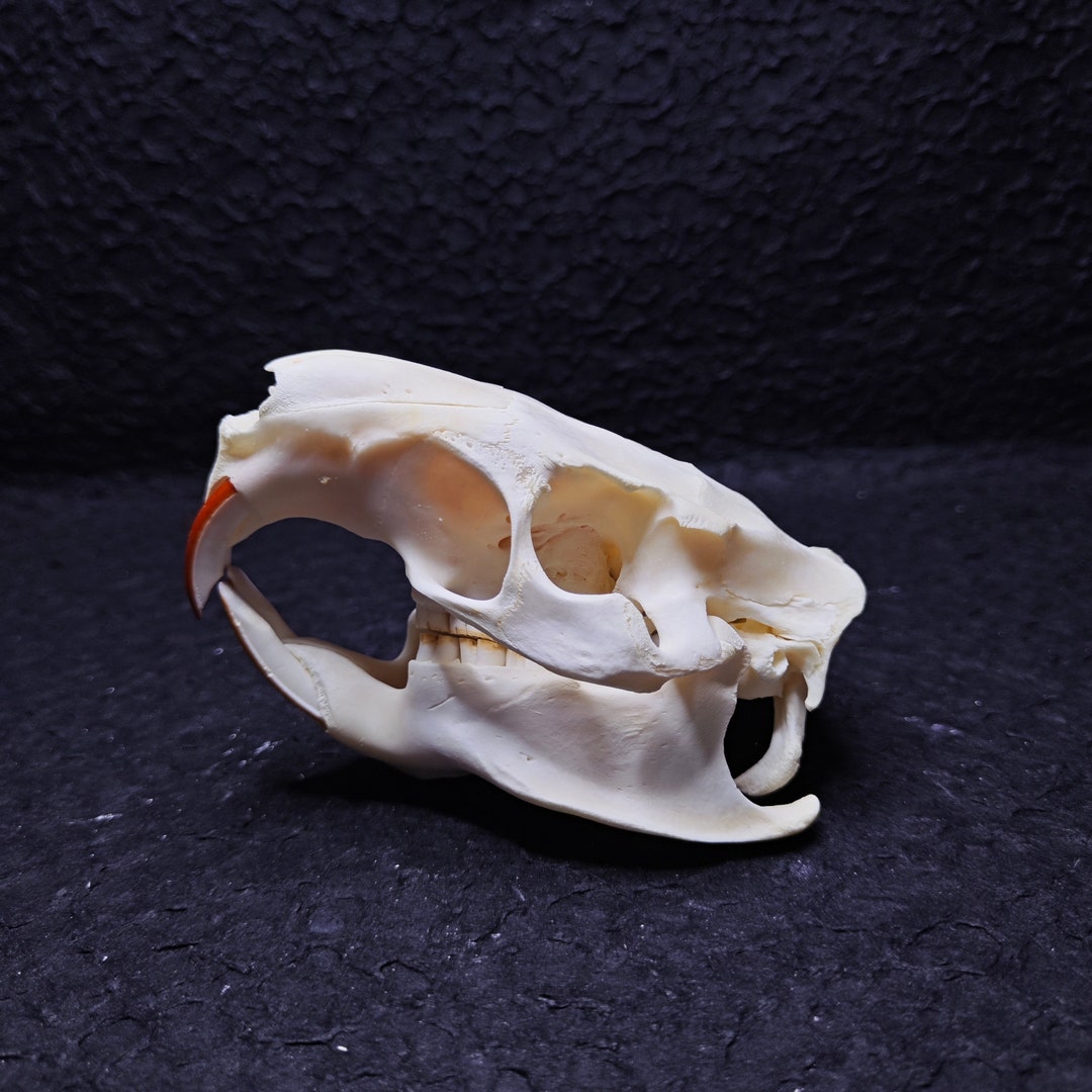 Taxidermy Real Animals Skull Decor - Animal Bones - Want It All