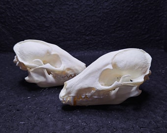 Raccoon skull/Real animal bone specimen/cool gift/Unique decoration/DIY material