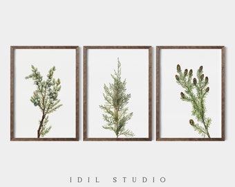 May include: Set of three botanical prints featuring watercolor illustrations of juniper branches with berries, leaves, and cones. The prints are framed in brown wood frames and have a white background.