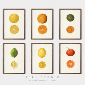 Kitchen Summer Decor | Vintage Kitchen Gallery Wall Art | Citrus Watercolor Print | Colorful Fruit Orange Lemon Lime Set of 6 PRINTABLE