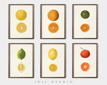 May include: Set of six vintage botanical illustrations of citrus fruits. Each print features a whole fruit and a cross-section of the fruit. The fruits include a lemon, lime, orange, grapefruit, and tangerine.