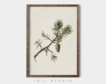 Könnte beinhalten: Eine botanische Vintage-Illustration eines Pinienzweigs mit einer einzelnen Kiefernzapfen. Der Zweig ist in Grün- und Brauntönen vor einem cremefarbenen Hintergrund dargestellt.