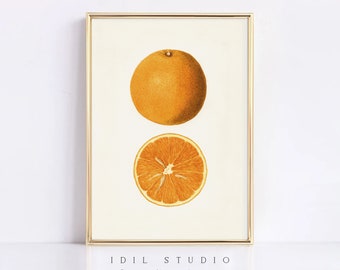 May include: A vintage illustration of a whole orange and a halved orange. The orange is a vibrant yellow-orange color with a smooth, glossy texture. The halved orange reveals the juicy, segmented flesh inside.