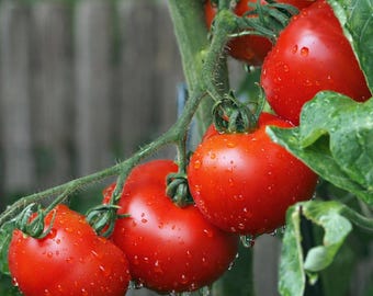 Tomato Outdoor Girl - 2 mini piantine - Pomodoro da esterno (Regno Unito)