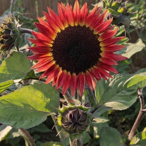 Può includere: Una tazza di ceramica bianca con manico nero e la scritta "But First, Coffee" in grassetto nero. La tazza è appoggiata su una superficie di legno. La tazza è alta circa 10 cm.