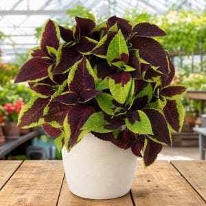 Pineapple Coleus - Etsy Ireland