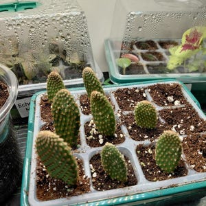 Fast Growing Cactus - Etsy UK