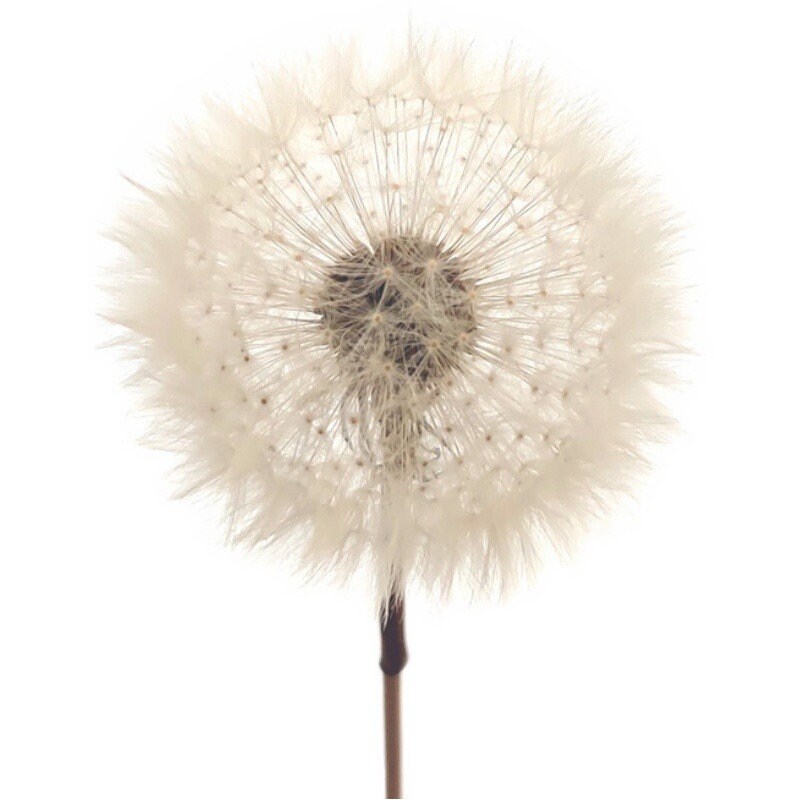 Natural Dandelion dried flower DIY dandelion dried flower Home Etsy