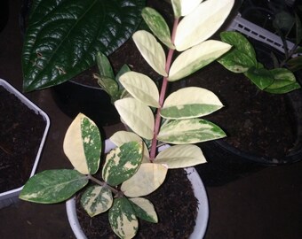 Raven Zz Pant Zamioculcas Zamiifolia Raven Zamioculcas Etsy