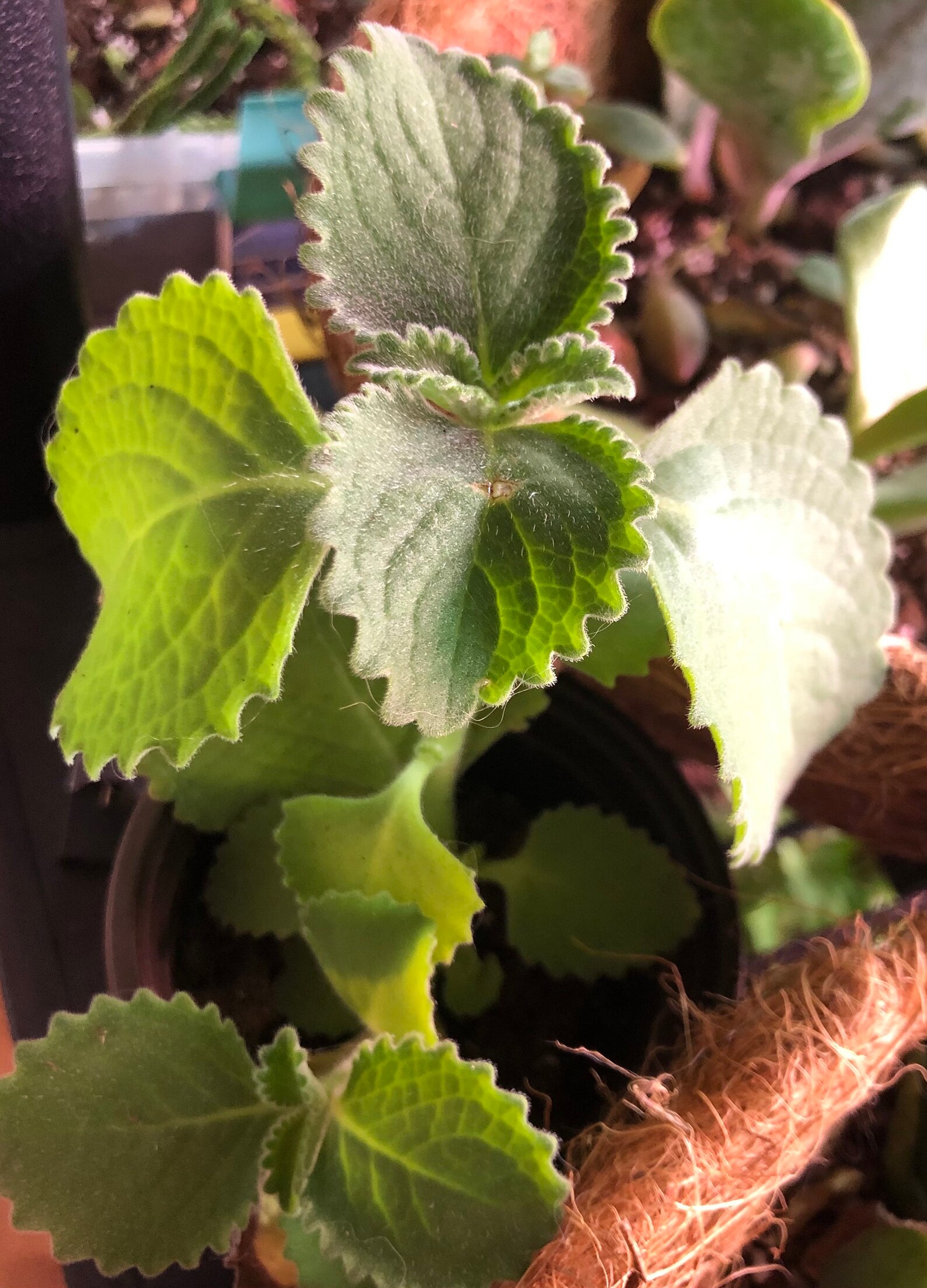 Spanish thyme montanalader