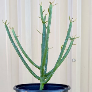 Pencil Cactus Tree with Pot / Euphorbia / Euphoriba Plants / Milk Bush / Live Pencil Cactus with Pot / Firestick / Live Potted Cactus Plant image 7