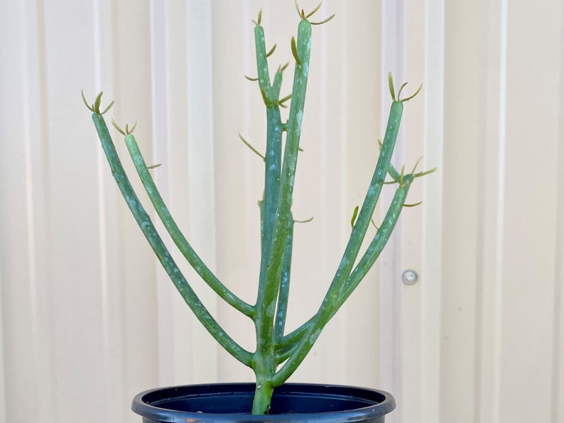 Pencil Cactus Tree with Pot / Euphorbia / Euphoriba Plants / Milk Bush / Live Pencil Cactus with Pot / Firestick / Live Potted Cactus Plant image 7