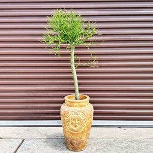 Pencil Cactus Tree with Pot / Euphorbia / Euphoriba Plants / Milk Bush / Live Pencil Cactus with Pot / Firestick / Live Potted Cactus Plant image 2
